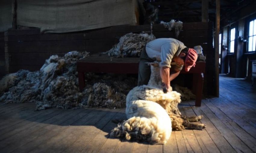 Argentina Sheep Shearing Demonstration