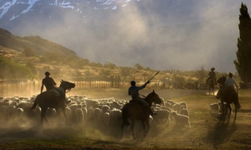 Gaucho with sheep