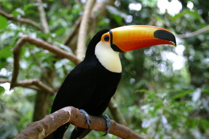 A beautiful toucan