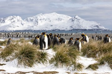 Best of the Southern Ocean: South Georgia