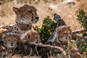Cheetah Trails and Garden Route 