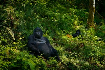 Chimp and Gorilla Encounter 