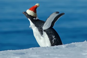 Christmas in Antarctica | Seaventure