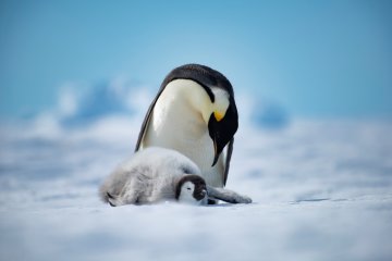 Early Emperors: Echo Camp