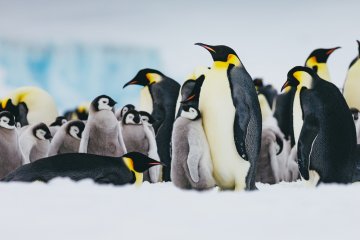 Emperor Penguin Quest to Snow Hill