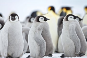 Emperor Penguins, including Helicopters