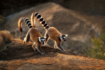 Authentic Madagascar: Small Group Tour