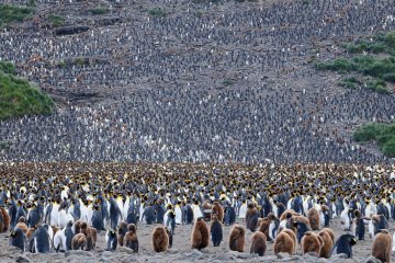Falklands, South Georgia & Antarctica