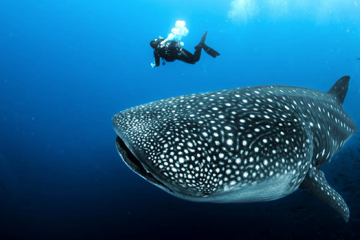 Galapagos: Dive Cruise  |  Aqua 8 Days