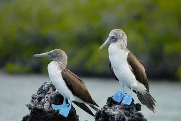 Galapagos: Galapagos Angel | 8 days