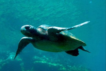 Galapagos: Infinity | 8 day 