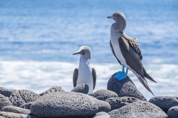 Galapagos Island Hopping | 4 days