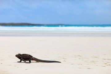 Galapagos Island hopping | 5 days 