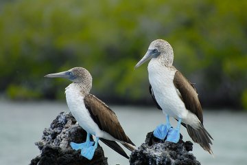 Galapagos: Monserrat | 7 days 