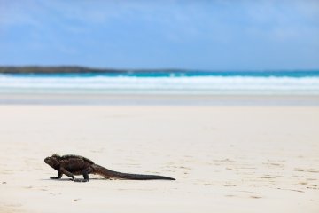 Galapagos: Isabela II | 5 days Western