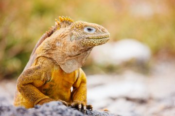 Galapagos: Hermes 5 days luxury