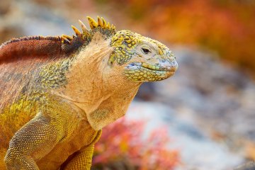 Galapagos: Natural Paradise| 8 day cruise