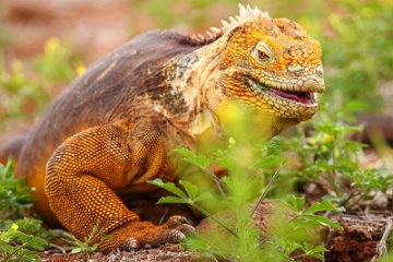 Galapagos: Seaman Journey | 9 days