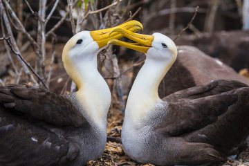  Galapagos: Solaris I 5 days