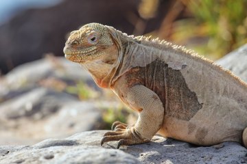 Galapagos: Treasure of Galapagos | 5 Days
