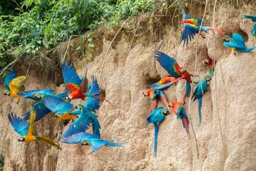 Inkaterra Reserva Amazonica - Amazon Jungle Peru