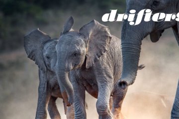 Kenya and Tanzania Wildlife Safari: Small Group