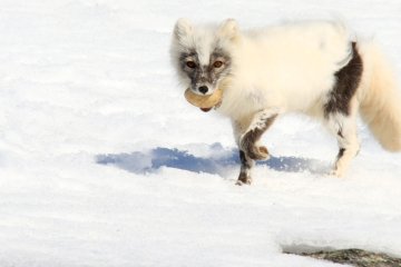 Lofoten, Bear Island & Svalbard | MS Quest