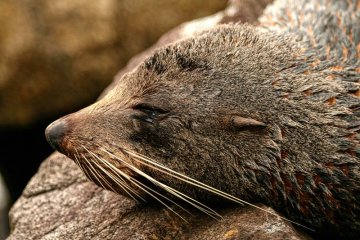 Luxury Fiordland Explorer