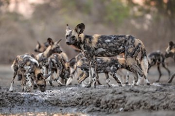 Mana Pools Encounter