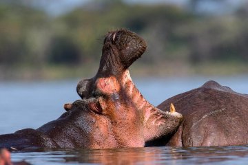 Masai Mara Fly-in Safari