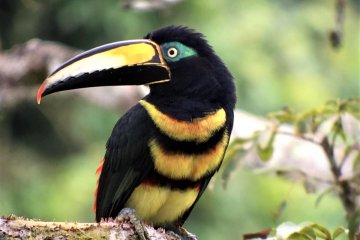 Napo Wildlife Center - Amazon Jungle Ecuador