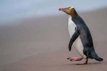 New Zealand's Sub Antarctic & Macquarie Island