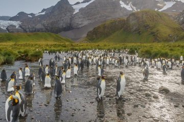 Penguin Safari: South Georgia & Antarctica