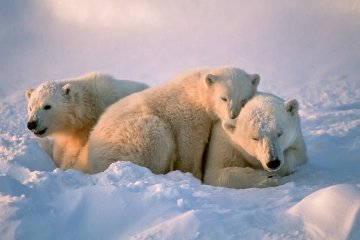 Fjords and glaciers of Spitsbergen