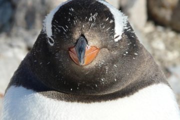 Quest for the Antarctic Circle