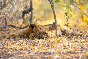 Nyerere (Selous) Fly-in Safari