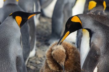 South Georgia Explorer