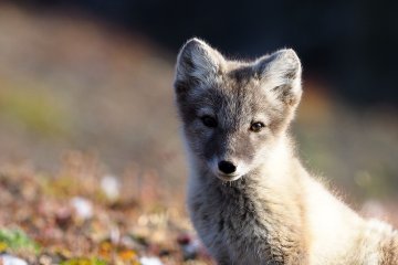 Springtime in Svalbard | MS Quest