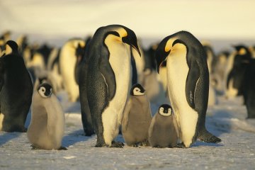Emperor Penguins of the Weddell Sea