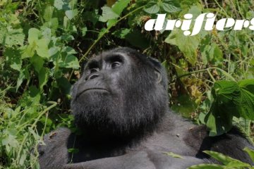 Uganda Wildlife Explorer: Small Group