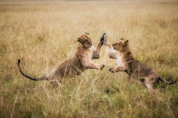 Ultimate East Africa Sky Safari