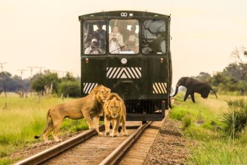 Victoria Falls and Hwange in depth