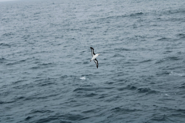 Albatross in the Drakes Passage
