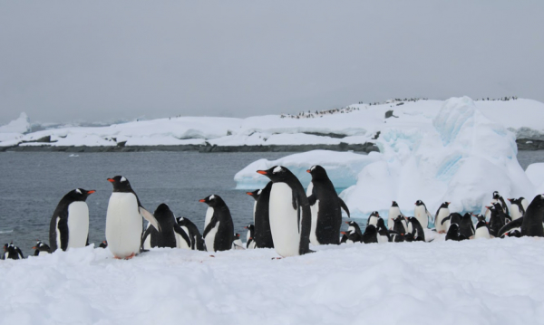 Gentoo Peguin Sightings
