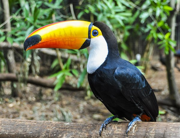 Toucans Haven at Iguazu Falls