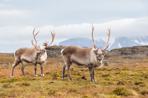 Arctic Reindeer