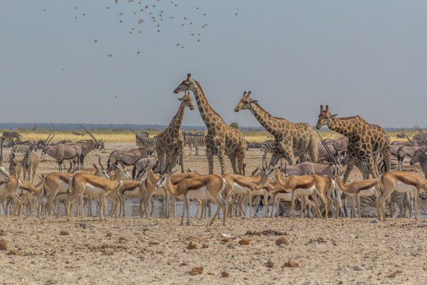 A group of giraffes drinking from a waterhole
