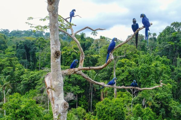 Best places to travel in south America for wildlife experiences Amazon
