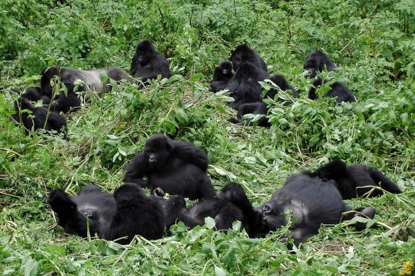 Big mountain gorilla family with silverback and multiple baby gorillas chilling out