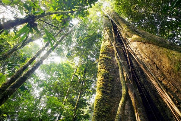 Giant rainforest tree, Ecuador